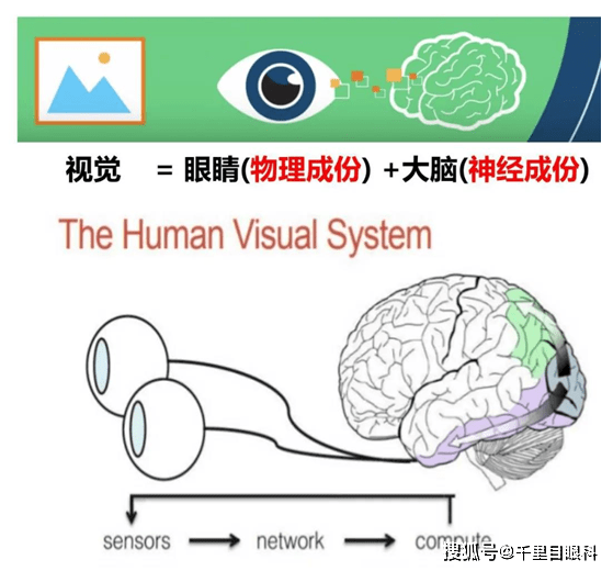 正常的视觉系统应当具备: 1,完整的视觉通路,例如:健康的眼镜,正常的