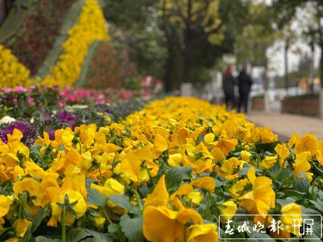 街头又靓起来了昆明4条主路换上冬季时令花卉迎新年