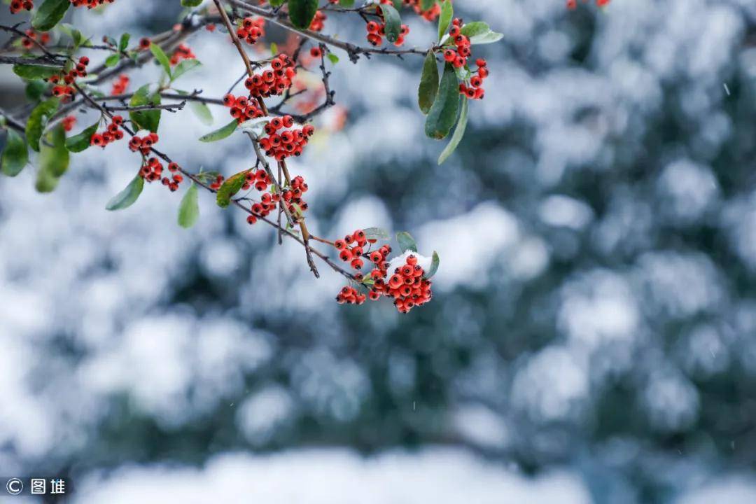 瑞雪兆丰年2020年最后一场雪惊艳亮相临沂最美的雪就在鲁南制药