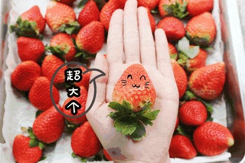 【创建天府旅游名县】来年新晋打卡点，来朝天摘草莓
