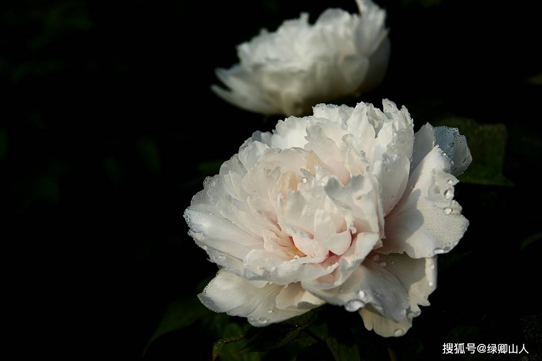 看遍花无胜此花,剪云披雪蘸丹砂——牡丹花