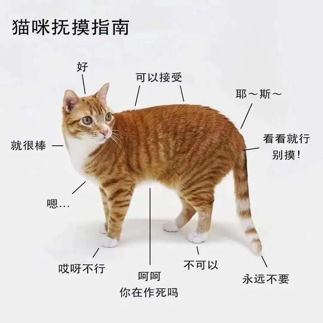 我们先通过一张图来整体了解一下,猫咪身体的哪些部位能摸,哪些部位不