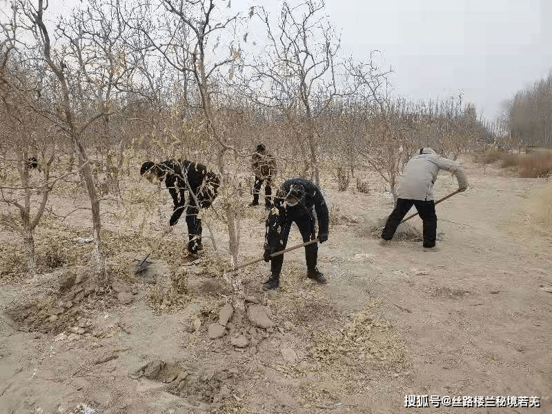 麦枣村人口_小儿麦枣咀嚼片图片(2)