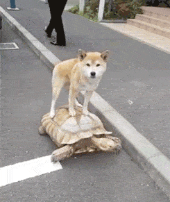 搞笑gif段子:车没停对位置就是这个下场,这下姑娘该长