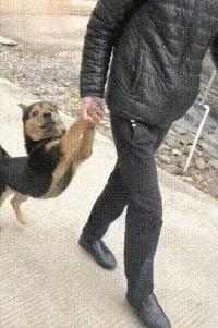 原创搞笑gif段子:身材长相数一数二,这样的美女谁不喜欢