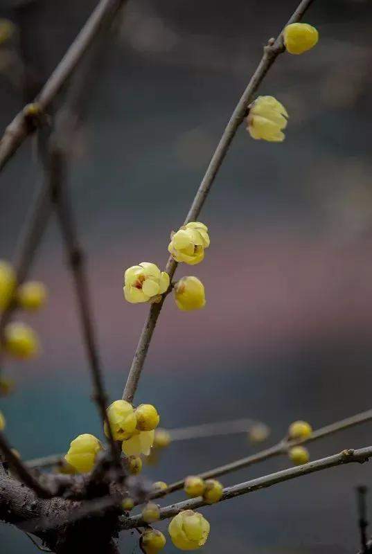 又是一年蜡梅季济南这些地方已经美得不像话