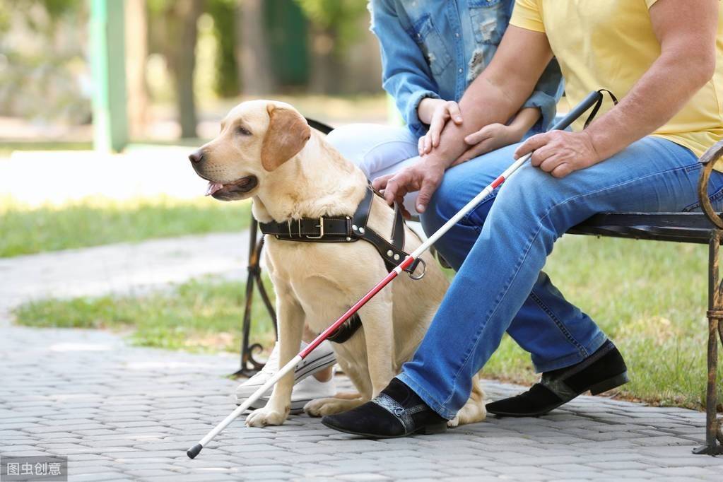 原创科普导盲犬的甄选条件多首要条件必须是品种犬其次就是健康