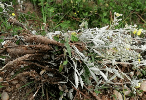 此草地下藏"鸡腿",儿时想吃找不到,如今无人问津了,极