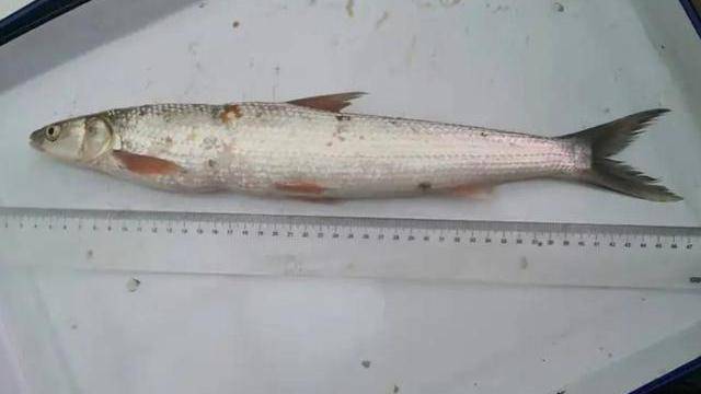 长江"神秘物种"鳤鱼被发现,曾经数量众多,现在几乎绝迹