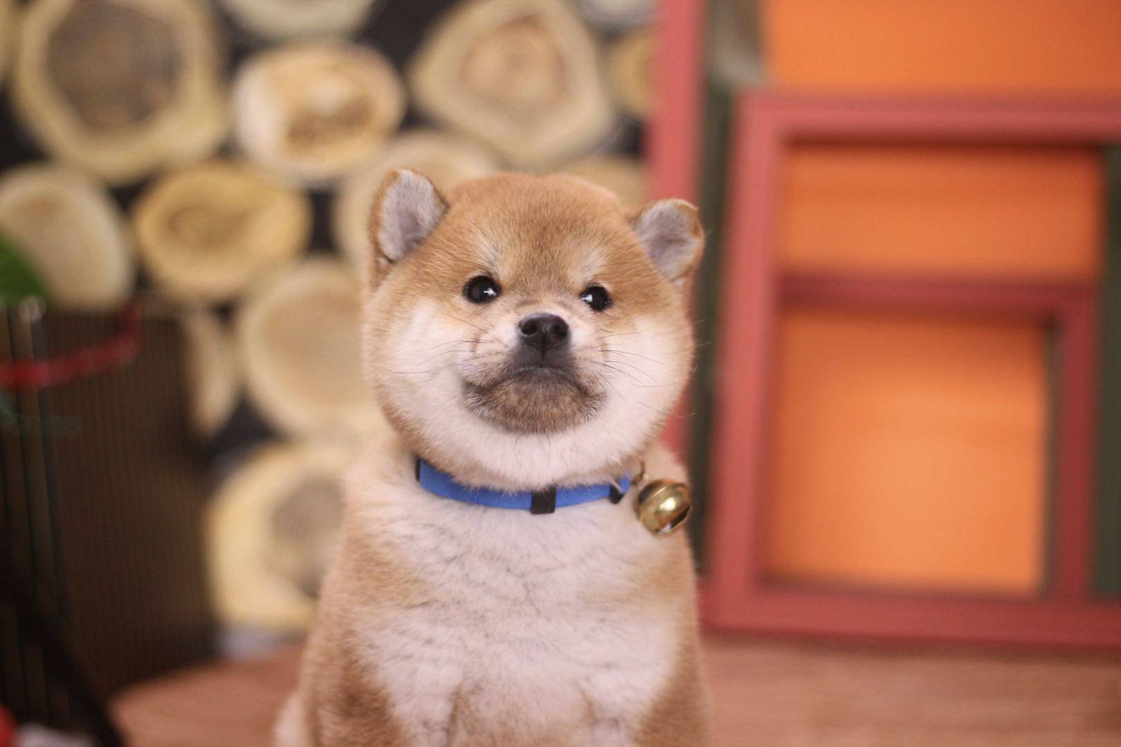 养柴犬对主人的危害,老凡尔赛了!