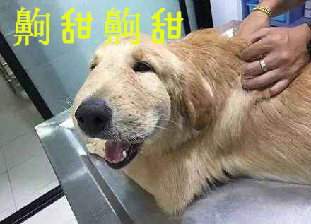 怎么才能让狗狗开口说话 77b857ff2a604fb9866d9e4550849030.jpeg