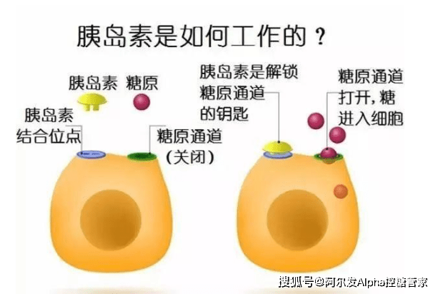 血糖浓度是影响胰岛素分泌的最重要因素其他因素有哪些