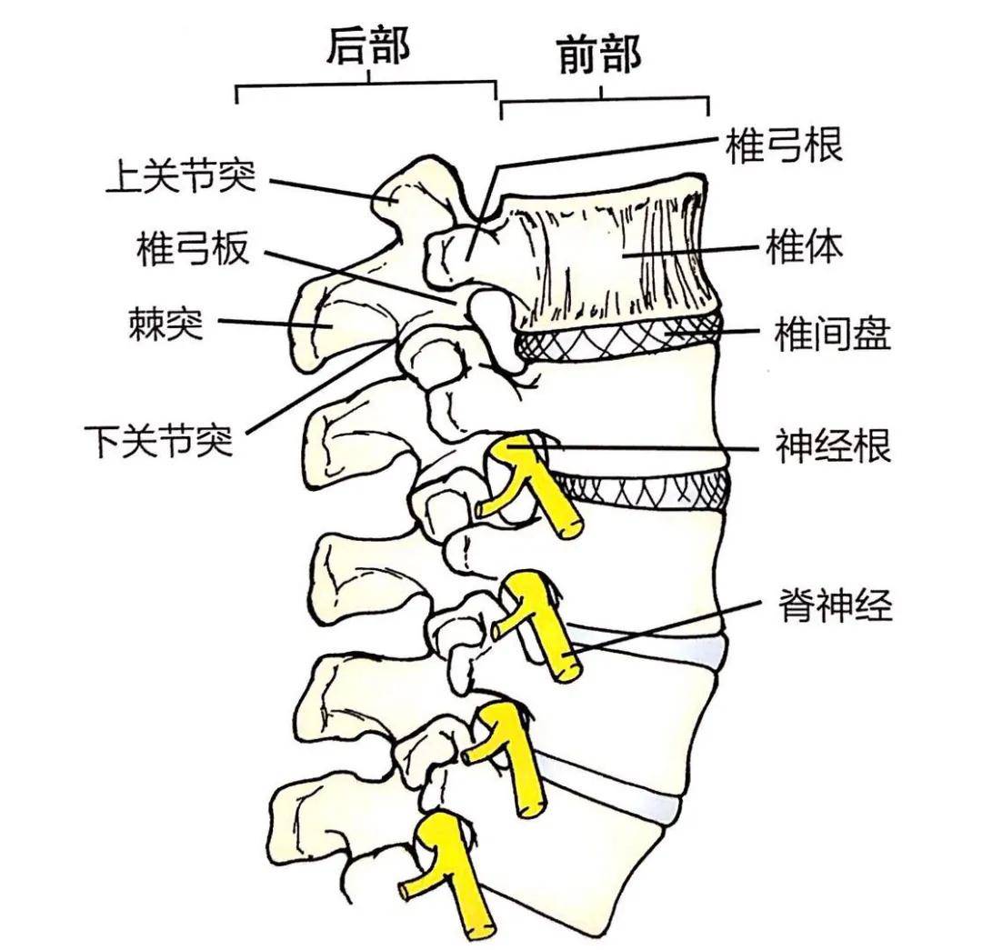 退行性腰椎滑脱症