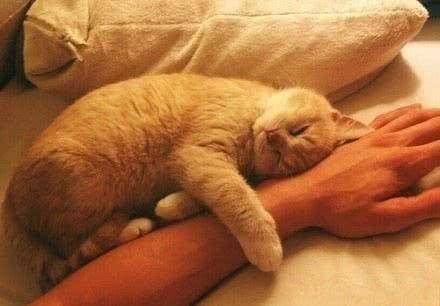 原创猫咪睡觉时跟你的距离,暴露了它爱你的程度