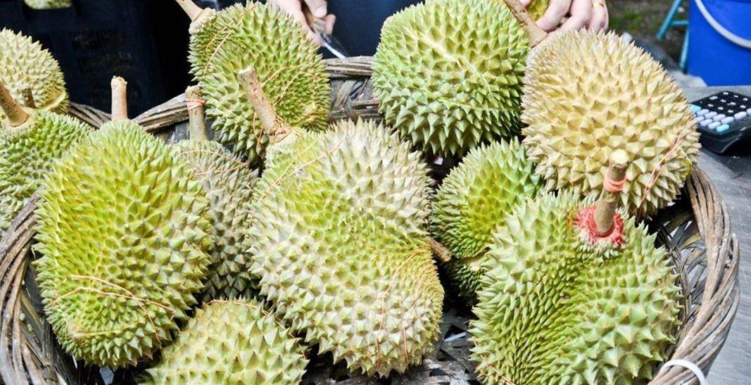 马来西亚举行榴莲节场面火爆 游客们20分钟吃掉百斤榴莲