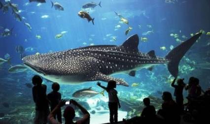 迪拜最大的水族馆，建在购物商场下面？拥有3.3万多种海洋生物