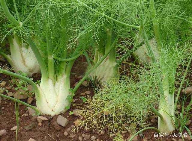 冬天能种茴香吗 17506c1427894ee9924e47303e45f2a6.jpeg