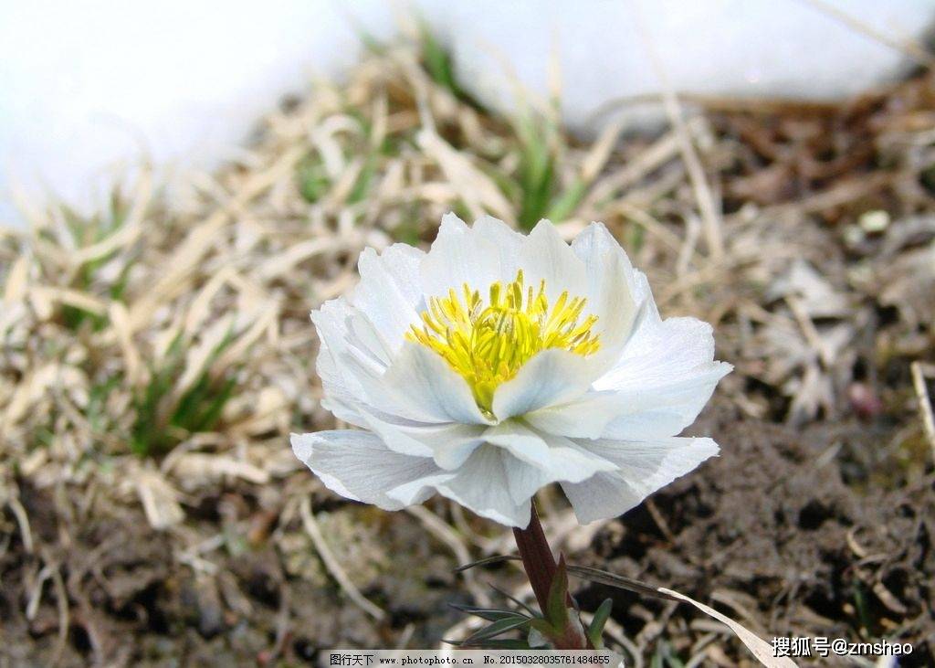 高山雪莲花