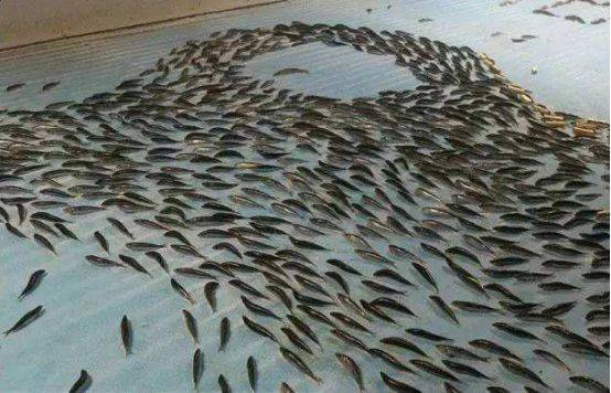 日本把5000条鱼冻在冰下，做成全球最残忍的溜冰场，只为吸引顾客