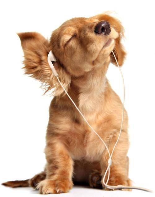 戴上耳机听听歌是如此快乐,殊不知常戴耳机危害大!