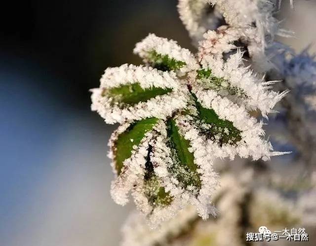 植物是如何度过寒冷的冬天?