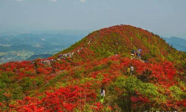 河南这5个地方的野生杜鹃山都染红了天!趁着五一赶紧看花去