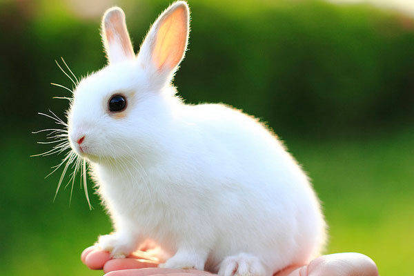 兔兔兔”：老天给你准备了天大的惊喜，就在明天！属兔人速看_手机搜狐网