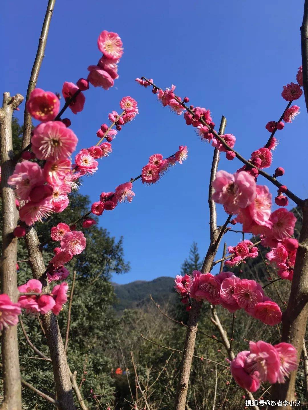 「景区」宁波的后花园——北仑九峰山_梅花