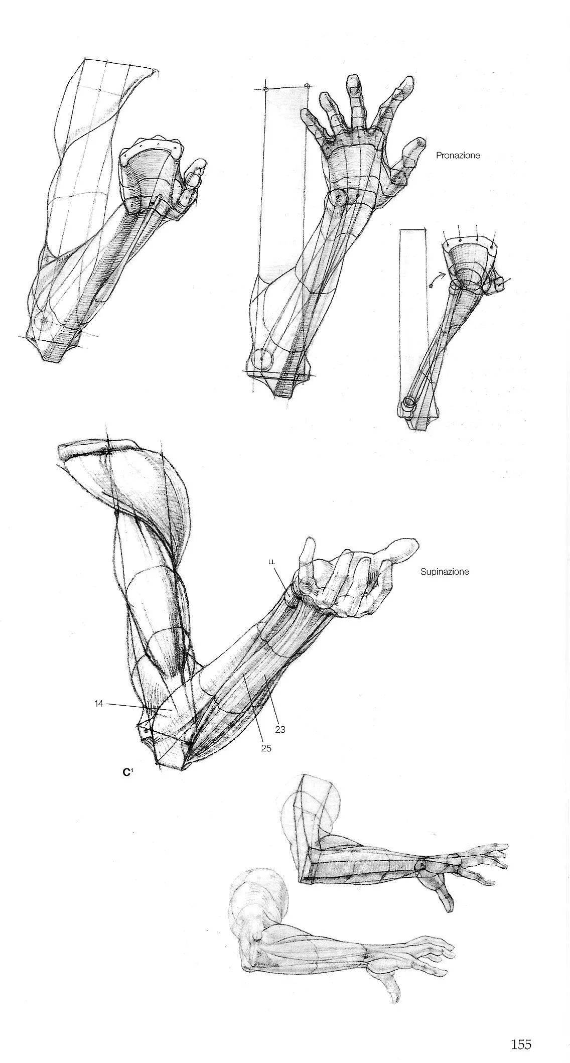 【动漫绘画学习】手臂的比例与画法-漫画培训_绘画培训_插画培训-蓝铅笔