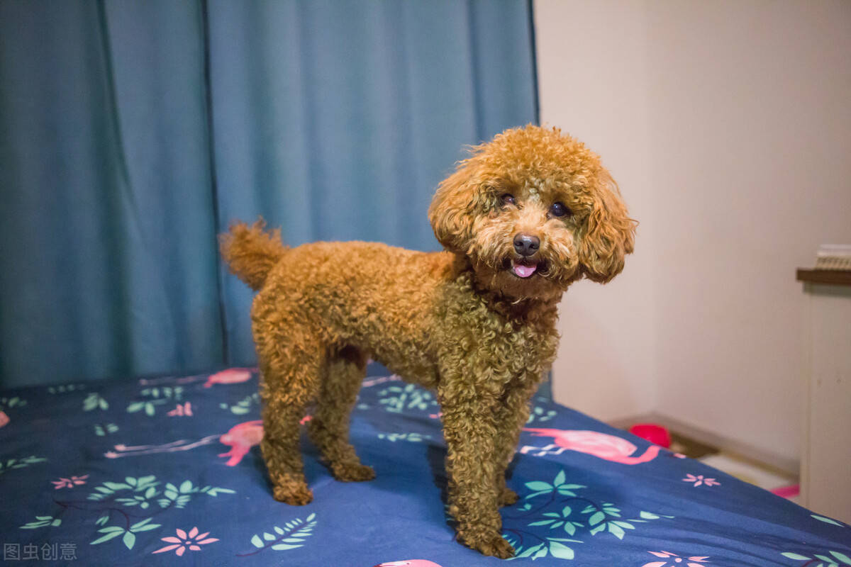 泰迪智商排名第几_柴犬智商排名第几(3)