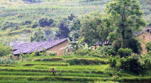 草什么门成语_草什么花什么成语