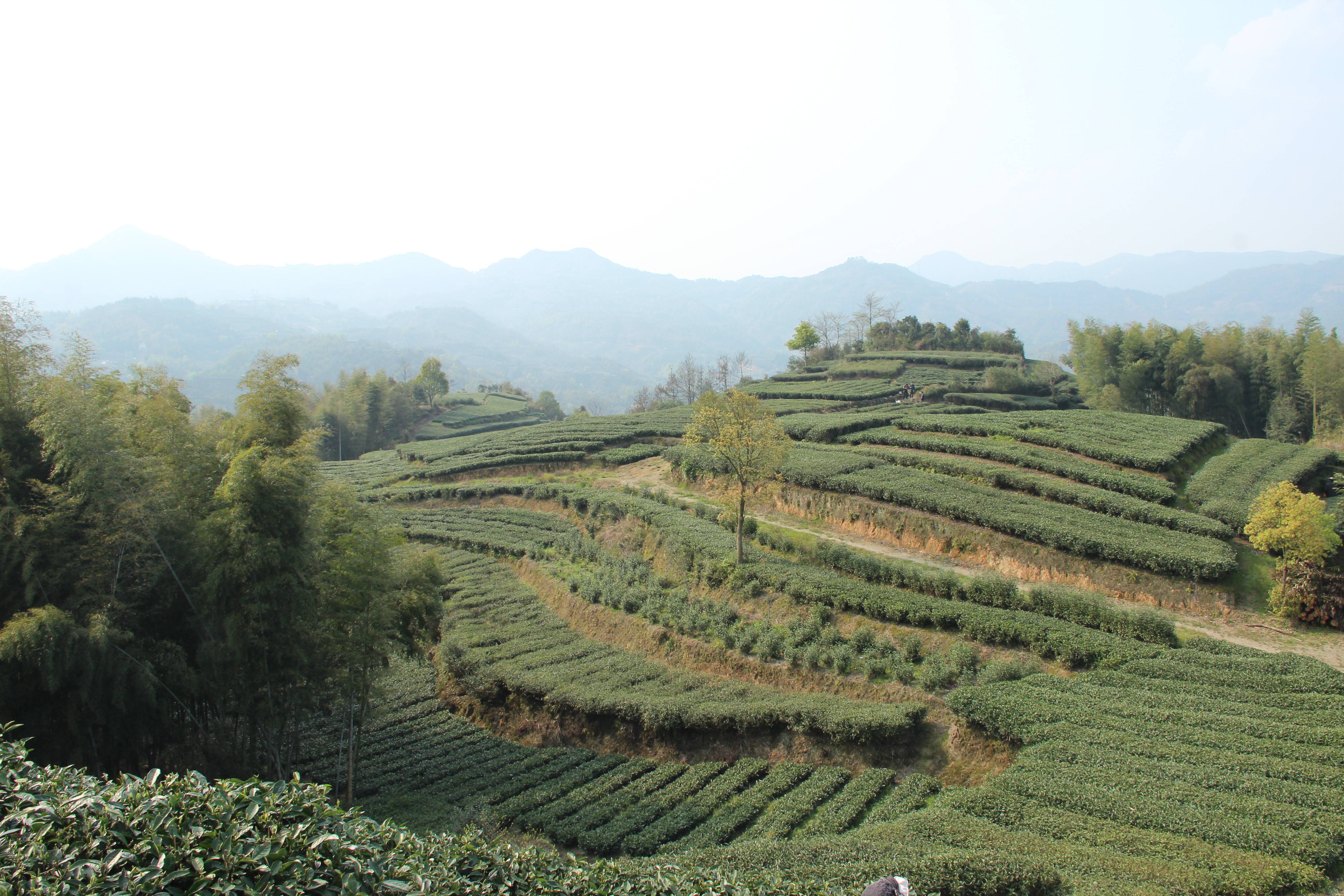 福鼎白茶山