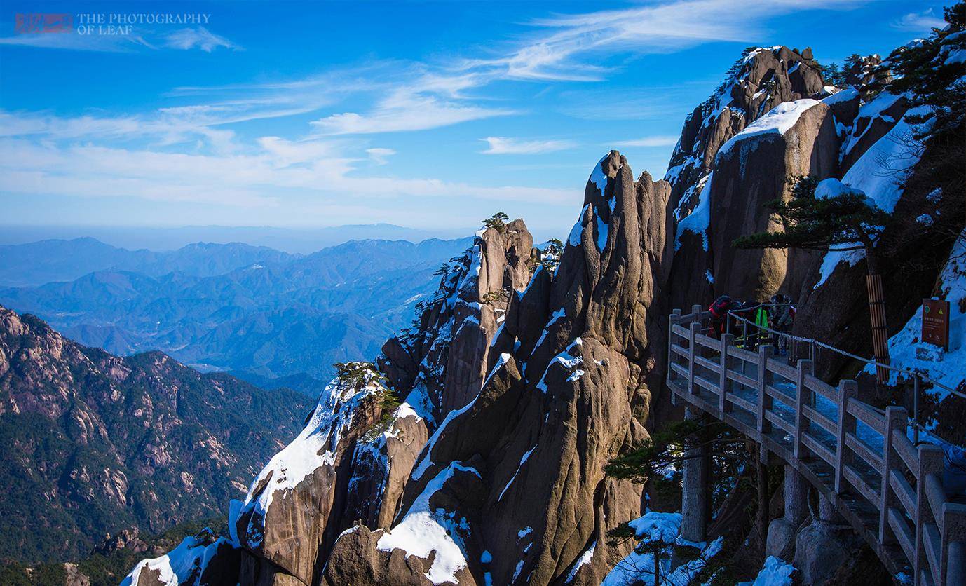 迎客松是黄山标志，100多年仍保持同一造型，有人说这是棵假树