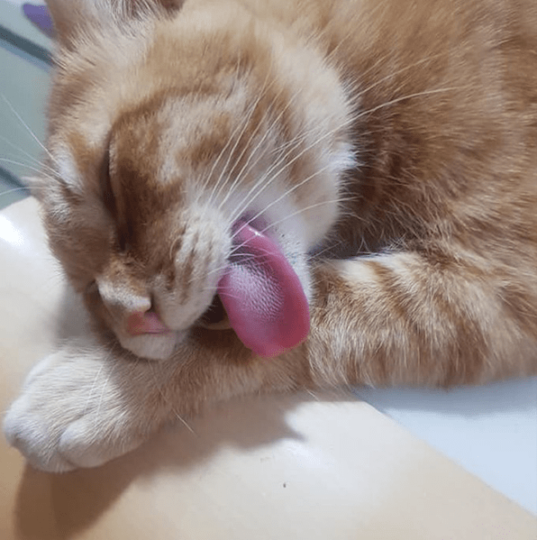 原创橘猫喜欢伸着舌头睡觉主人怎么也叫不醒差点以为猫没了