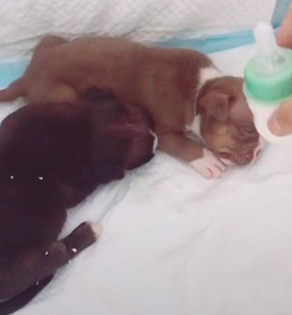 小狗睡覺聞到奶香味，小鼻子靈敏飛速喝奶，當警犬的料！ 萌趣萌寵 第2张