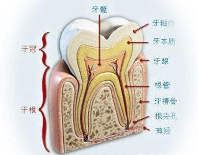 牙疼到发展出牙髓炎,能不能自愈?