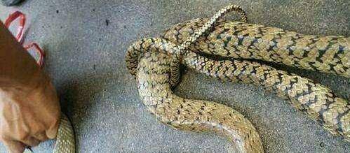 成语农什么蛇_成语故事图片(3)