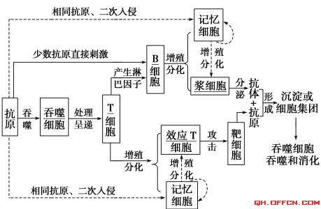 高中生物免疫调节知识点_细胞