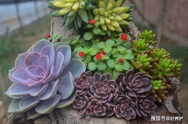 多肉怎么控水控型 4925c9a4d28b488fa504ab75cee453fb.jpeg