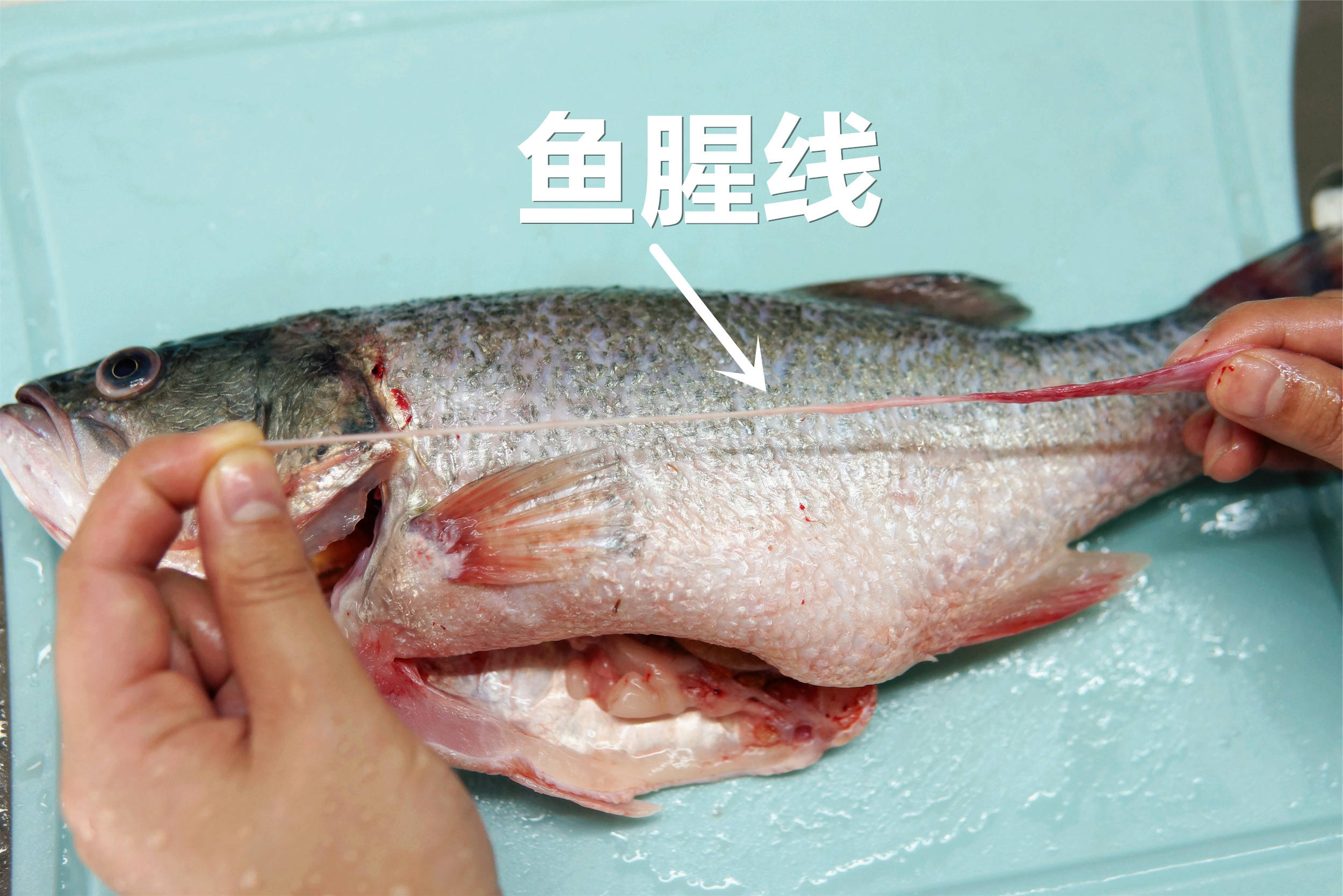 杀鱼流程厨房文化4D厨房图片素材-编号36553918-图行天下