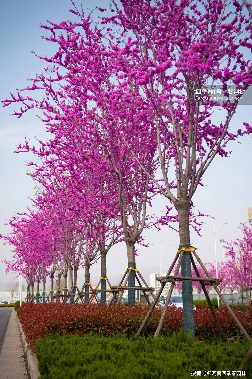 浅谈‘四季春1号’紫荆树的林下植物搭配