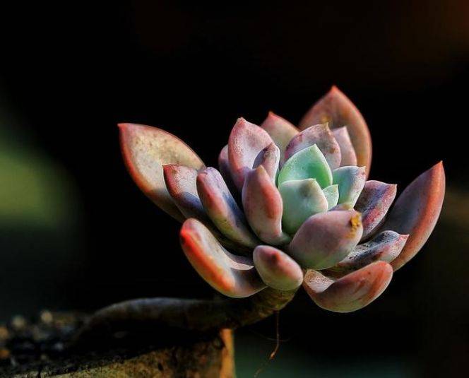 多肉多久施肥一次合适 e384cde4a73c4287858b16fdf564df7e.jpeg