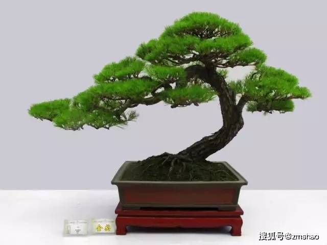 适合家里养的盆景有什么 504086ee78b3403e962c49c8d7001ae2.jpeg