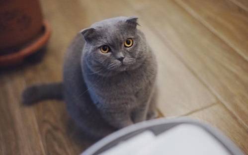 猫咪怎么发腮最好