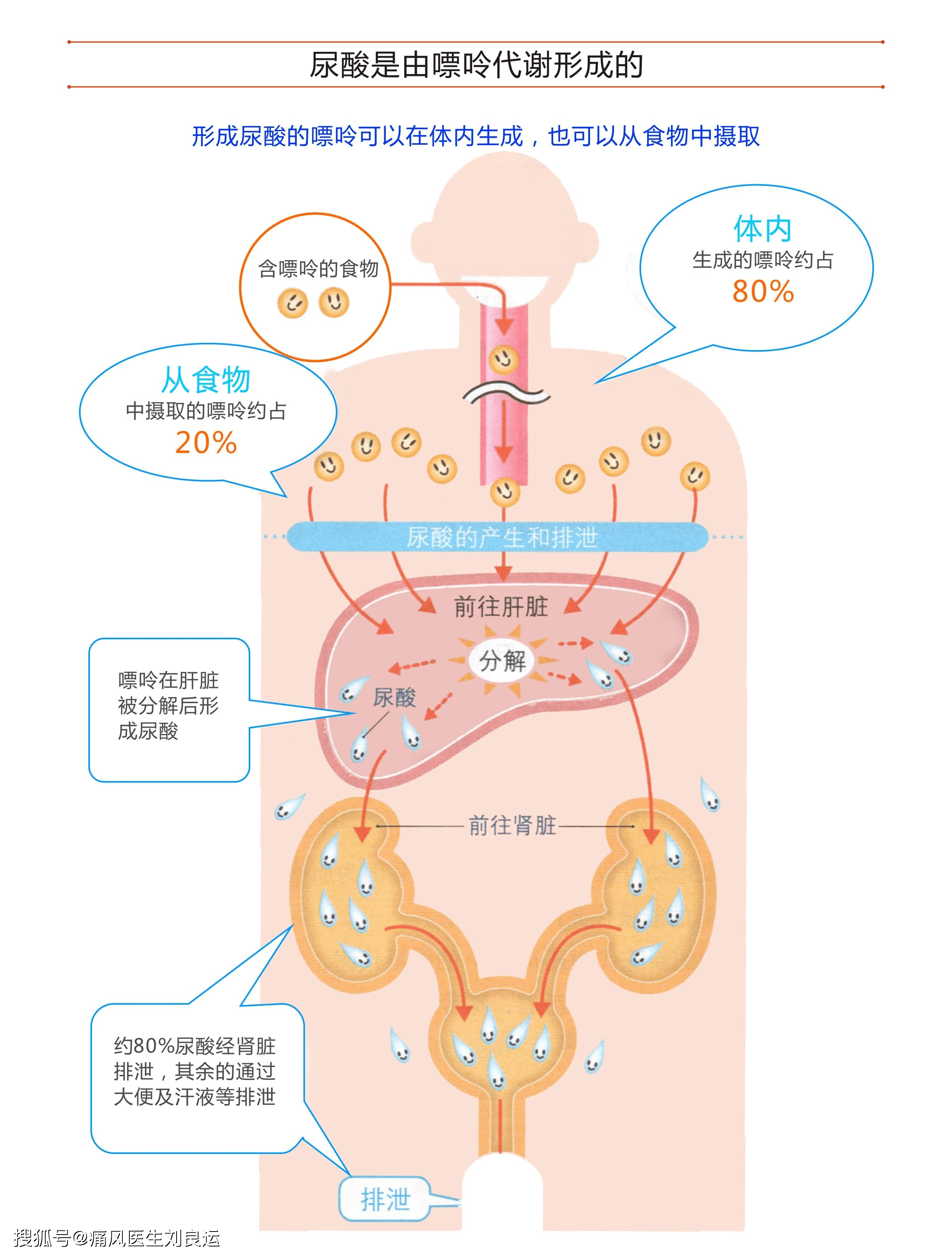 嘌呤前往肝脏分解后合成尿酸,尿酸在肾脏及肠道排泄