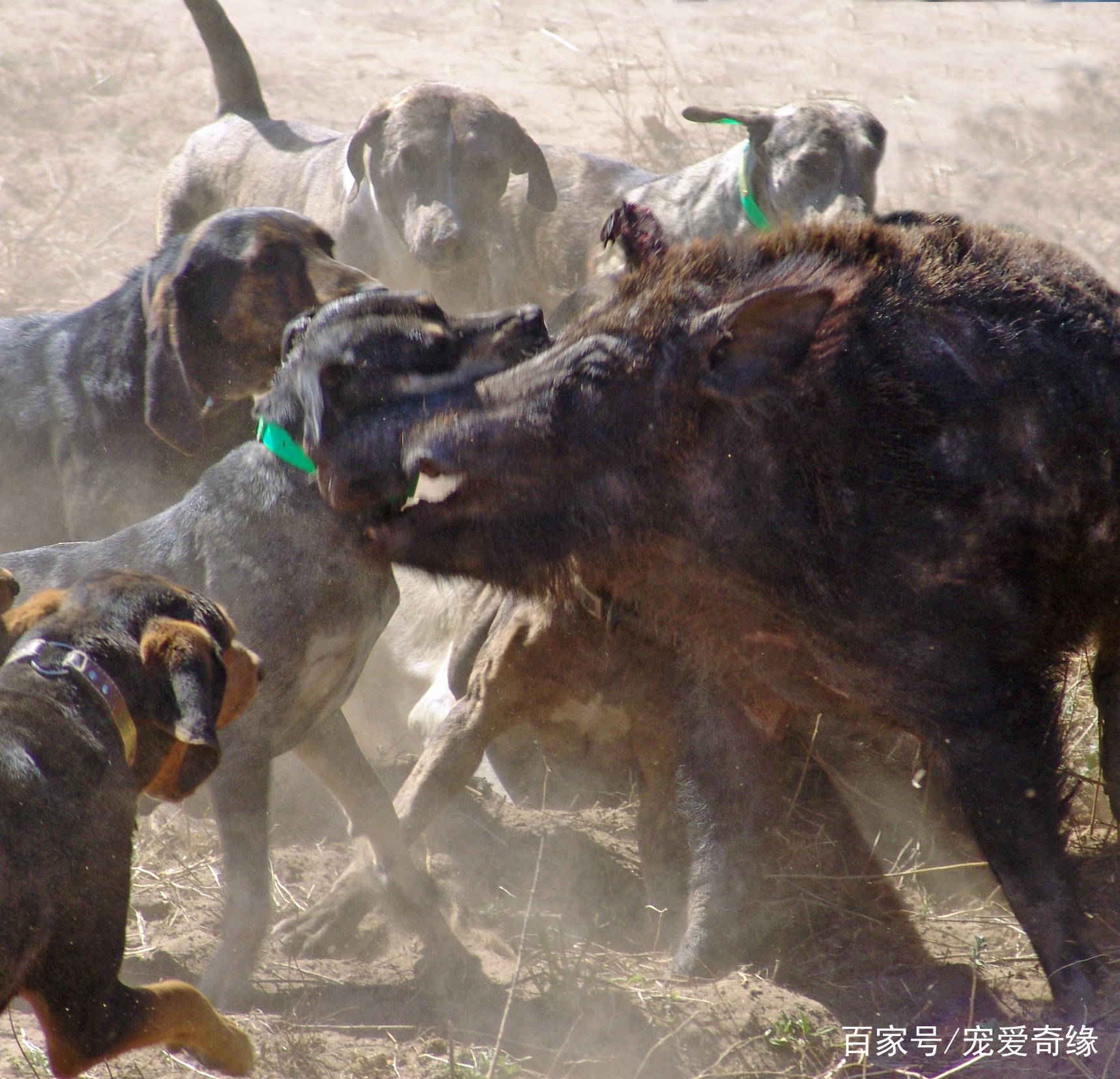 加泰霍拉牧猪犬虽然在美国已经成为了一种家喻户晓的名犬,但是关于