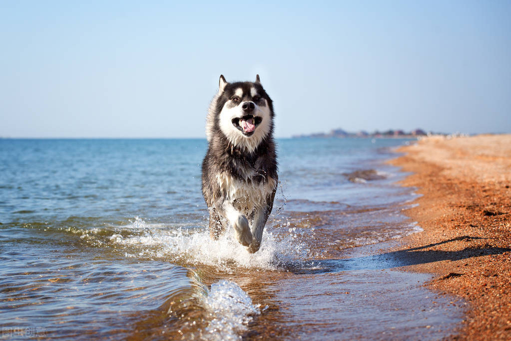 阿拉斯加的人口_阿拉斯加犬图片(2)