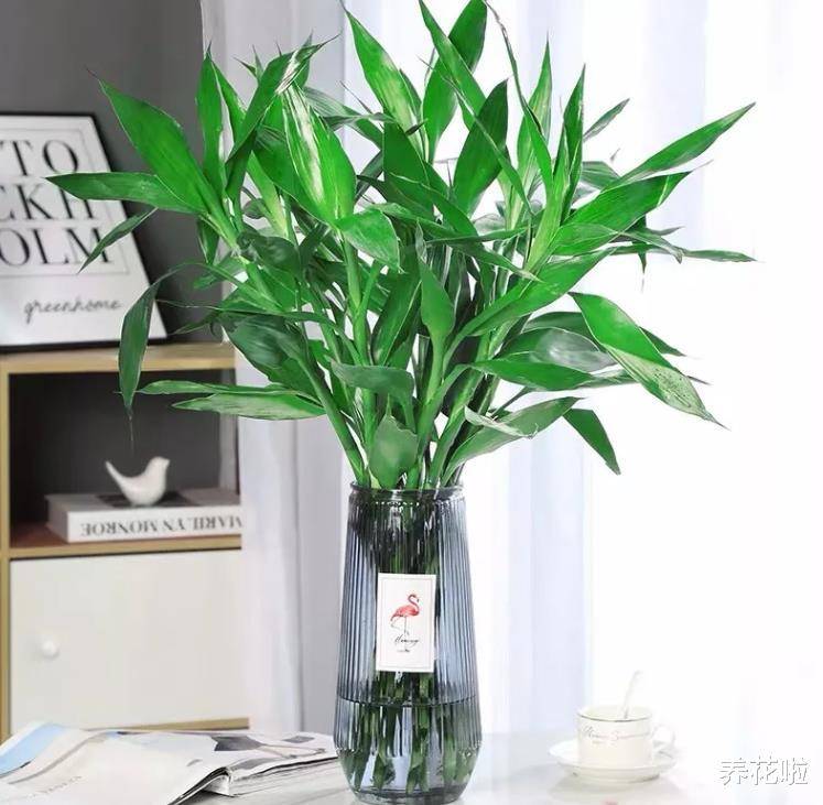 富贵竹几支代表什么寓意 be9bfbee28a047508281725a8148810b.jpeg