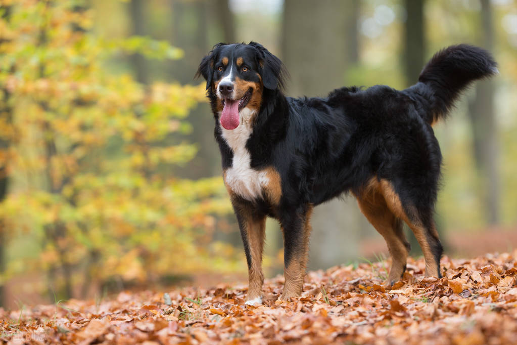 寿命:6-8年 大丹犬属于超大型犬,原产于德国,之前是做猎犬,护卫犬,斗