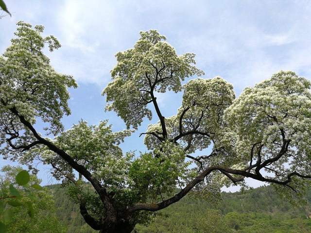 可别当"柴火"了,农村这种"降龙木,珍贵稀有,有啥价值?